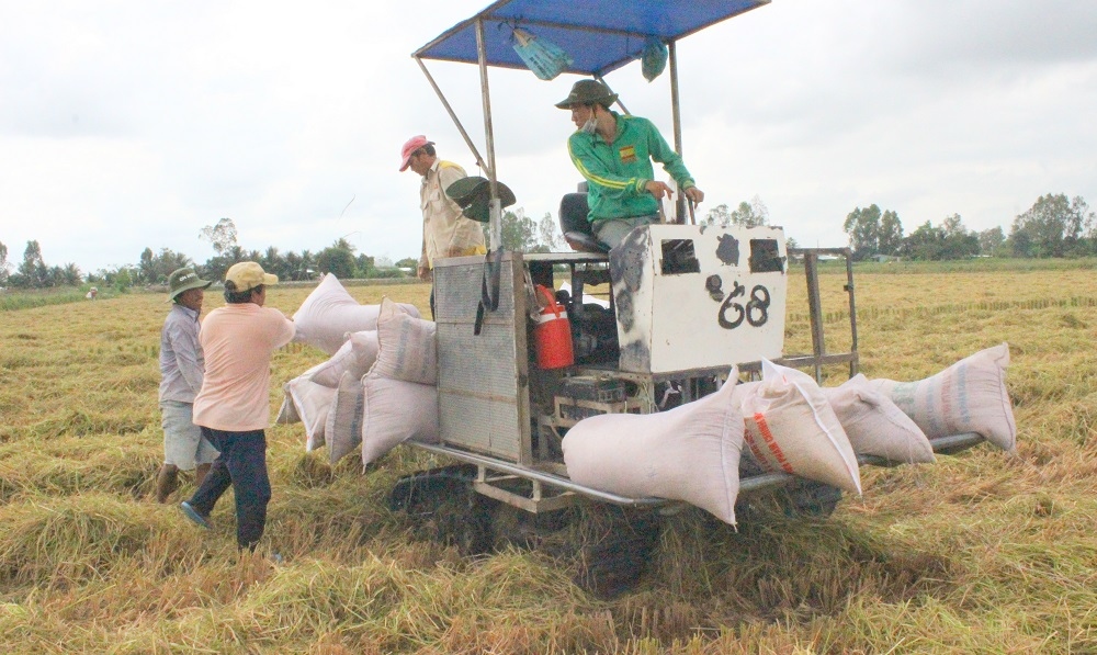 Giải pháp nào để gỡ khó cho doanh nghiệp xuất khẩu gạo